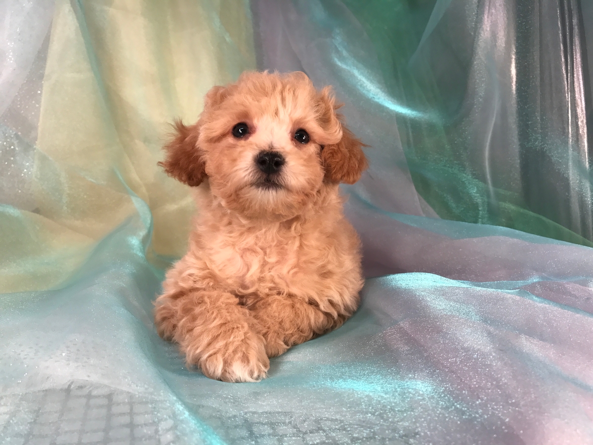 Professional Bichon Poodle Breeders Located Near The Small Town Of Joice 50446.